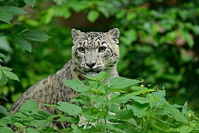 《巫师3》次世代版超长演示 光追加持画面超美